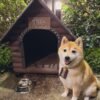 Nanba MG5 (2022) - Doguinho